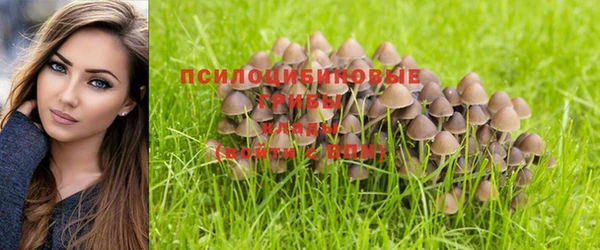 стаф Дмитровск